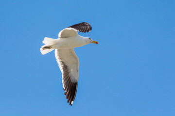 Gaviota Dominicana (Larus dominicanus) en pleno vuelo