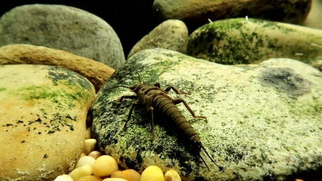 Stonefly nymph (Pteronarcys californica) crawling on a rock in a trout stream, moving away from camera