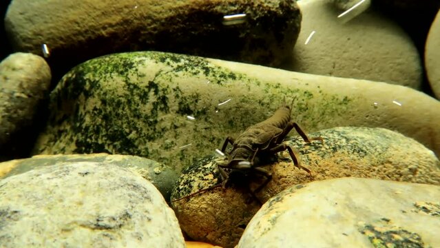 Stonefly nymph (Pteronarcys californica) crawling on a rock in a trout stream, moving towards camera and panning backwards