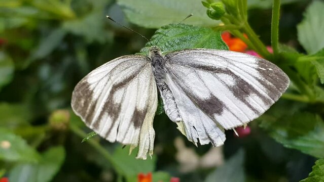 Green-veined white (Pieris napi)  butterfly close-up perched on leaf