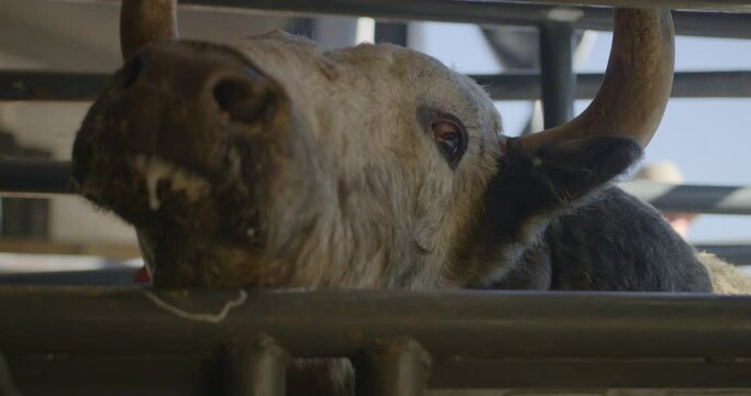 A rank bull drooling in metal chute in Dallas, Texas before a bull fight.