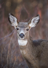 Mule Deer Doe - Head Portrait