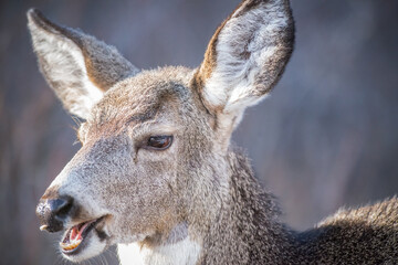 Chewing Mule Deer Doe - Close-up Portrait
