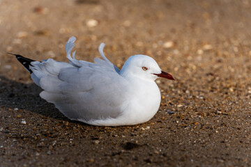 Close-up view of a Silver Gull with feathers being blown by the breeze sitting on a sandy beach at Redcliffe,  Queensland, Australia