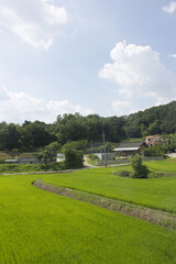 Fototapeta na wymiar summer green rice field. Rural landscape.