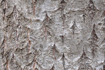 Tree bark texture. tree bark background.                              