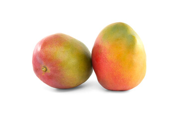 Multicolored mango fruits isolated on a white