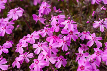 大仁瑞泉郷でのお花見09