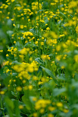 yellow flowers in the field