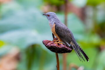 The plaintive cuckoo on a lotus seed