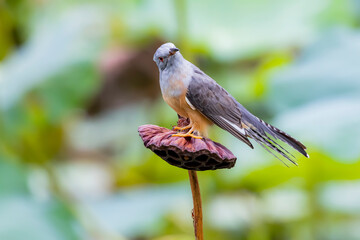 The plaintive cuckoo on a lotus seed