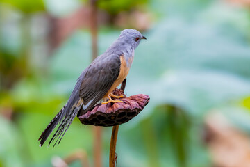 The plaintive cuckoo on a lotus seed