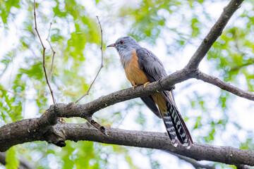 The plaintive cuckoo on a branch