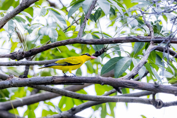 The Black-naped Oriole on a branch