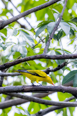 The Black-naped Oriole on a branch