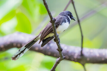 The Fantail Flycatchers on a branch