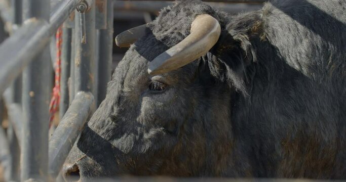 A rank bull stares out through metal chute in Dallas, Texas before a bull fight.