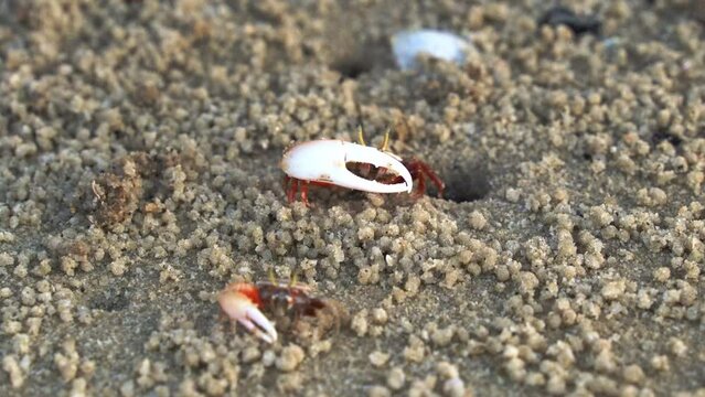 Wild male sand fiddler crab feeding on the micronutrients and create tiny balls of sand as the byproduct, forming small mounds around its burrow, dynamic zoom in shot.