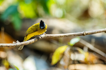 The Black-capped Bulbul in nature