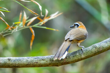 The Greater Necklaced Laughingthrush on a branch