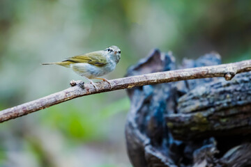 The Yellow-browed Leaf Warbler on a branch