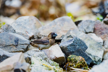 The Scaly-breasted Munia on a stone