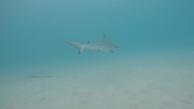 A Hammerhead shark hunts for stingrays along the sandy ocean floor. Animal behaviour video