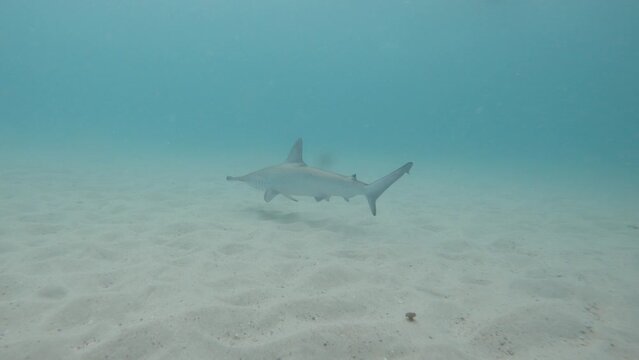 Close-up underwater view of a Hammerhead shark hunting above the sandy ocean floor. Animal behaviour video