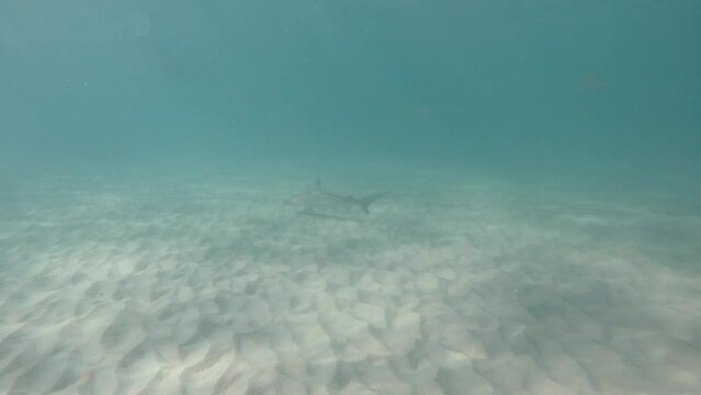 A Hammerhead shark hunts for prey below a group of people swimming in the ocean. Animal behaviour video