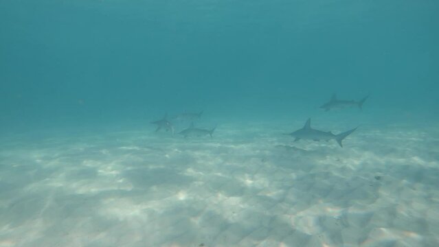 A shiver of Hammerhead sharks hunting below a group of people swimming in the ocean. Animal behaviour video