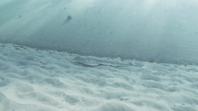 A juvenile Shovelnose Ray swims along the sandy ocean floor in search of food. Marine research video
