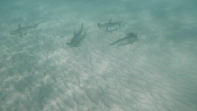 A school of Hammerhead sharks patrol the sandy ocean floor in search of food. Marine research video