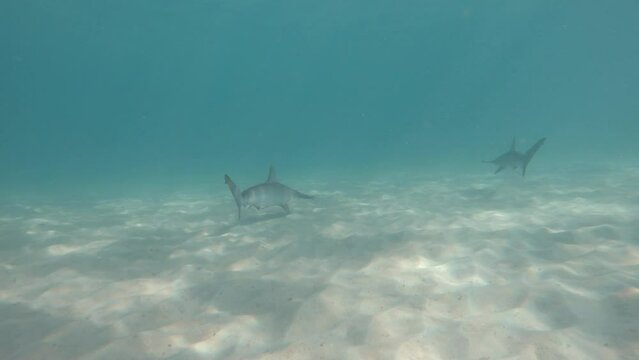Underwater view of sharks swimming in a along the ocean floor in search of prey. Animal behaviour video