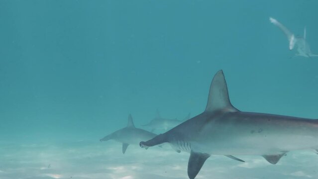 Schools of Hammerhead sharks hunting prey in the blue tropical ocean waters. Marine research video
