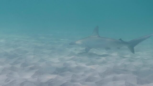 Sunlight reflects off the sandy ocean floor as a Hammerhead shark hunts for prey. Animal behaviour video