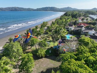 Scarlet Macaws in flight at the beach - Red Lapas - Guacamayas in Costa Rica. © WildPhotography.com