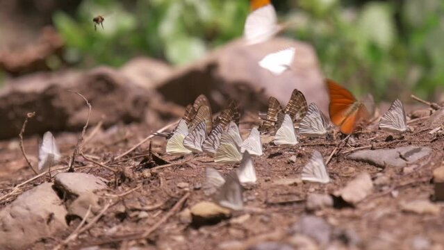 Slow motion, many swarms of colorful butterflies flying, beautiful wings, eating food on natural salt marshes in tropical forests of National Parks, bright summer sunlight, and outdoor environment.