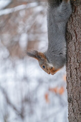 A squirrel sits upside down on a tree in winter and eats a nut