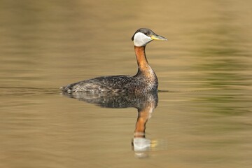Grebe with long neck swimming in the water.