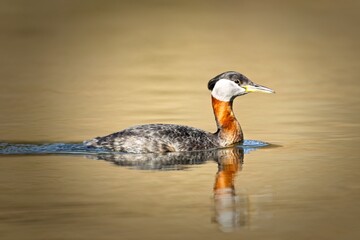 Red-necked grebe in the calm Fernan Lake.
