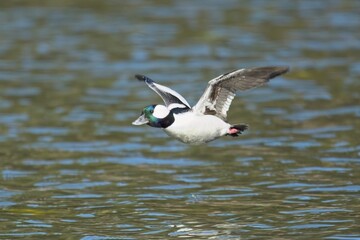 Bufflehead flying just above the lake.