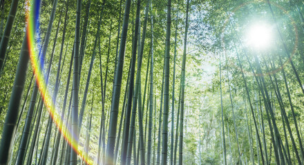 Fototapeta na wymiar 春、初夏、夏の晴天の森の木とさわやかな新緑の葉に太陽の強い日差しと木漏れ日　レンズフレアと七色のゴースト　夏休み・ゴールデンウィーク・観光・旅行・アウトドア・洗濯のイメージ背景