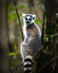 Obraz premium An Illustration of A Lemur in the Jungle