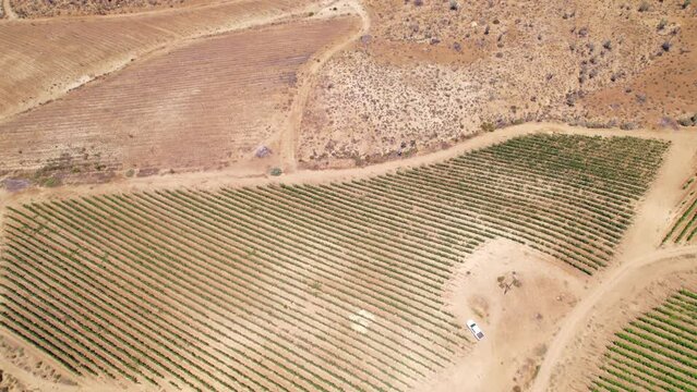 Drone flyover looking down on a vineyard plantation with places devastated by lack of water, Fray Jorge, Limar&iacute; Valley, Chile.