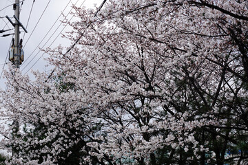 Cherry blossoms tree. Cherry blossoms in spring.                              