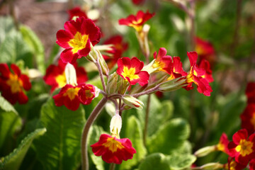 Obraz na płótnie Canvas Sunny spring day. In a flower bed the primula blossoms. Transparent inflorescences with bright red flowers.