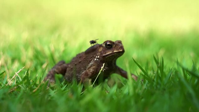 Asian common toad, duttaphrynus melanostictus perched motionless on lush green grass as a housefly stopped on its back, unaware of the predator lurking beneath it, waiting patiently to make its move.