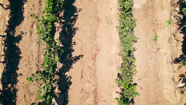 Overhead aerial view with vines in vertical formation on a poorly permeable dirt road with a calcareous calicata in Fray Jorge, Limar&iacute; Valley, Chile.