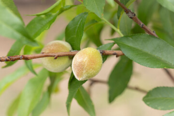 Little young  peach fruits growing at April and May. 
 Prunus persica, redskin peach.