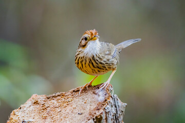 The  Puff-throated Babbler in nature